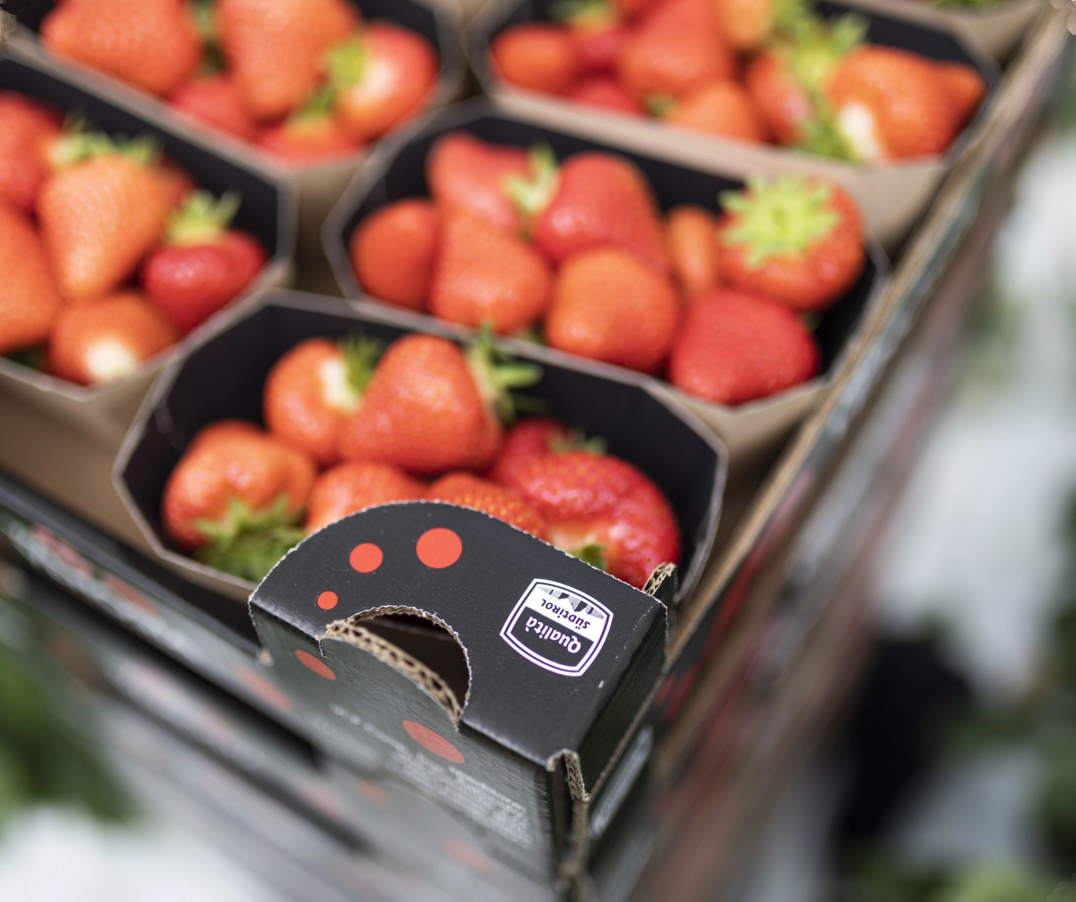 Erdbeeren Pronto Südtirol